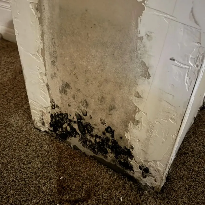 Professional Mold Removal in Rock County, NE